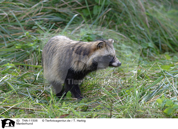 Marderhund / raccoon dog / THA-11506