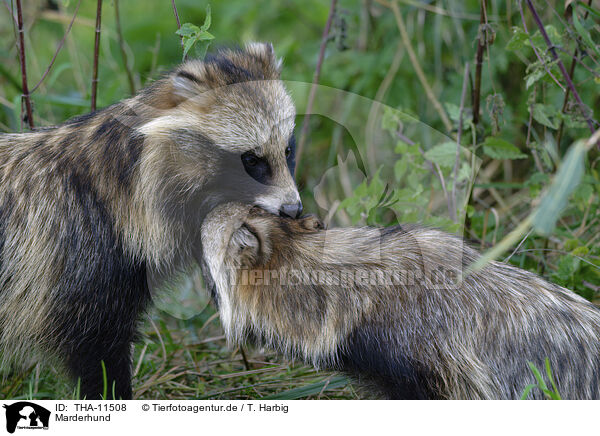 Marderhund / raccoon dog / THA-11508