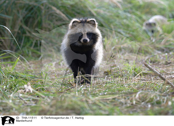 Marderhund / raccoon dog / THA-11511