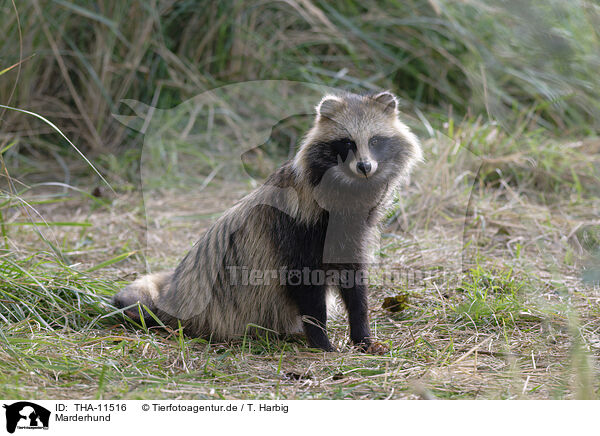 Marderhund / raccoon dog / THA-11516