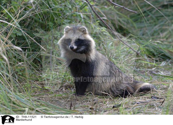 Marderhund / raccoon dog / THA-11521