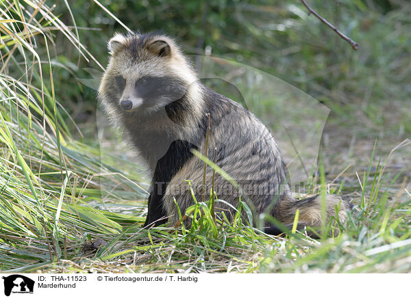 Marderhund / raccoon dog / THA-11523