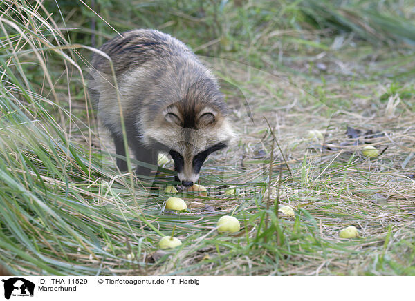 Marderhund / raccoon dog / THA-11529