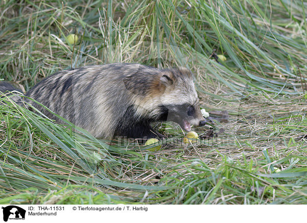 Marderhund / raccoon dog / THA-11531