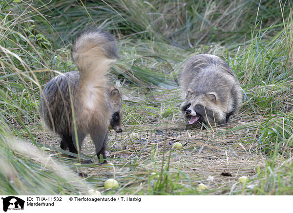 Marderhund / raccoon dog / THA-11532