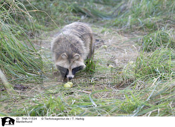 Marderhund / raccoon dog / THA-11534