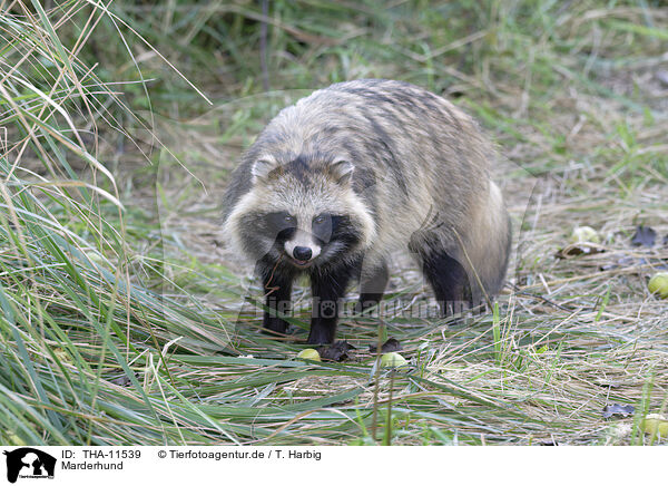 Marderhund / raccoon dog / THA-11539