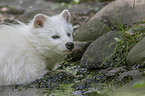 Marderhund im Wasser