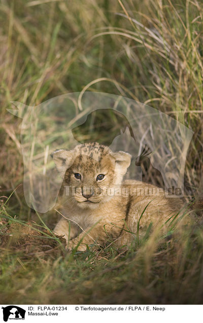 Massai-Lwe / FLPA-01234