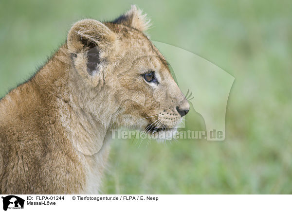 Massai-Lwe / FLPA-01244