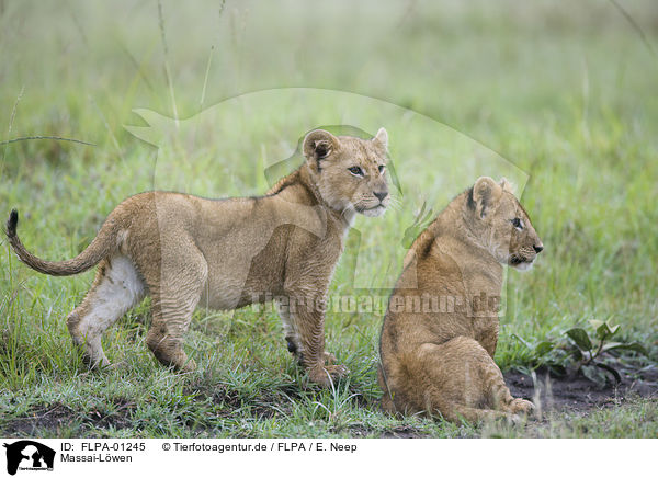 Massai-Lwen / FLPA-01245
