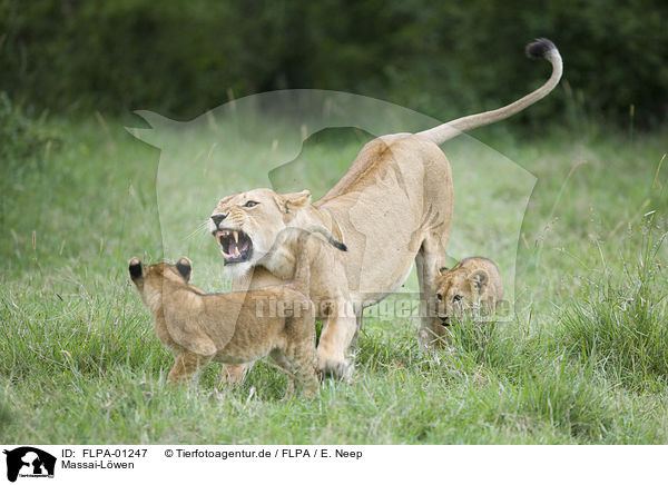 Massai-Lwen / Masai lions / FLPA-01247