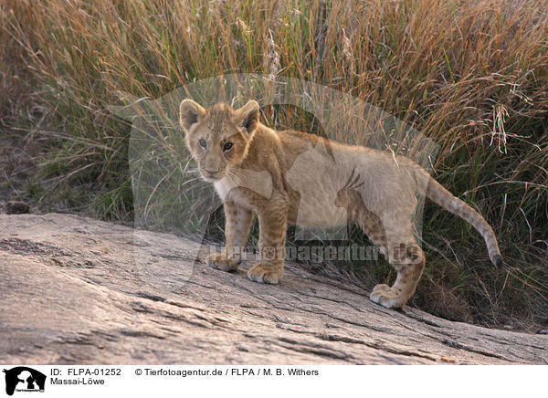 Massai-Lwe / FLPA-01252