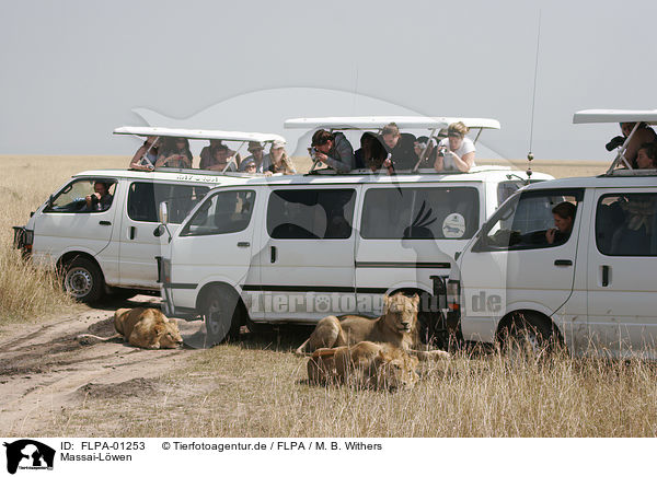 Massai-Lwen / Masai lions / FLPA-01253