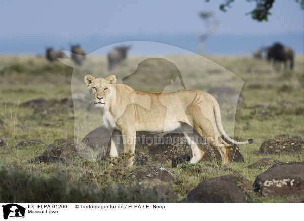 Massai-Lwe / Masai lion / FLPA-01260