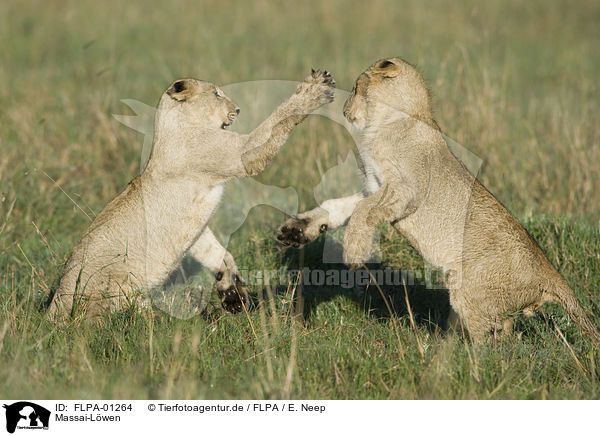 Massai-Lwen / Masai lions / FLPA-01264