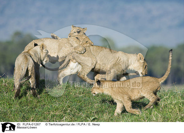 Massai-Lwen / Masai lions / FLPA-01267