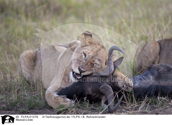 Massai-Lwe / Masai lion / FLPA-01278