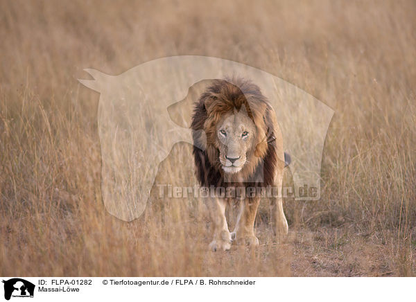 Massai-Lwe / Masai lion / FLPA-01282