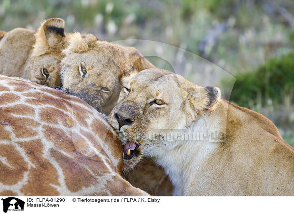Massai-Lwen / Masai lions / FLPA-01290