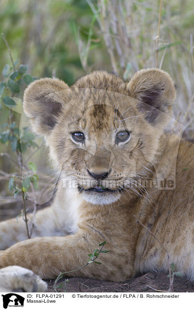 Massai-Lwe / Masai lion / FLPA-01291