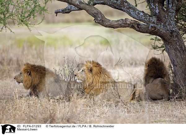 Massai-Lwen / Masai lions / FLPA-01293