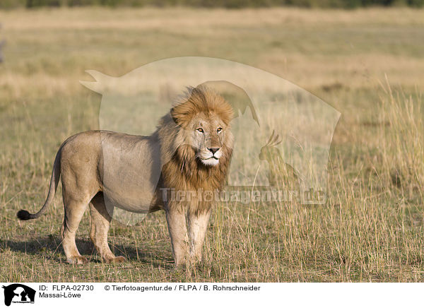 Massai-Lwe / Masai lion / FLPA-02730