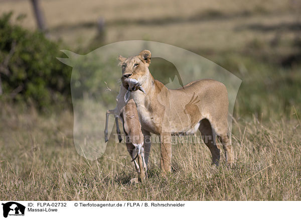 Massai-Lwe / Masai lion / FLPA-02732