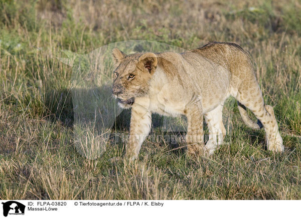 Massai-Lwe / Masai lion / FLPA-03820