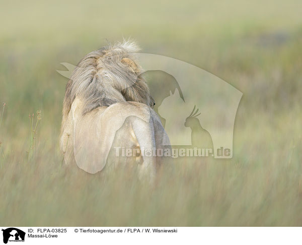 Massai-Lwe / Masai lion / FLPA-03825