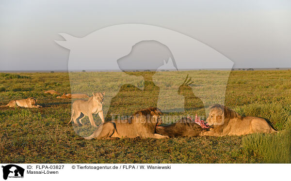 Massai-Lwen / Masai lions / FLPA-03827