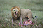 Massai-Lwe