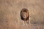 Massai-Löwe