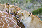 Massai-Löwen