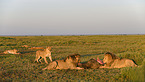 Massai-Löwen