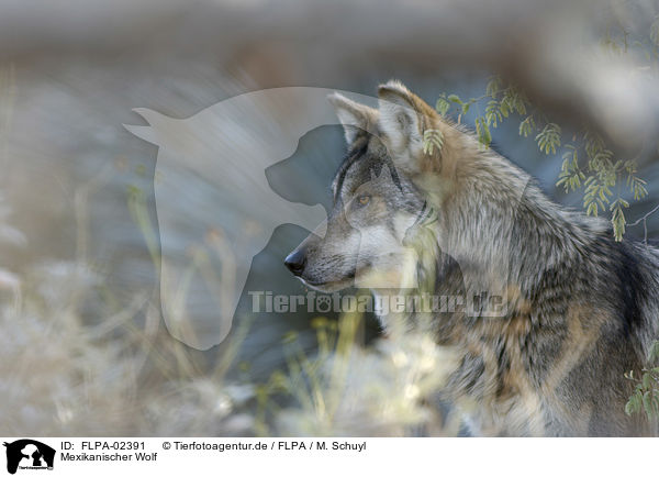 Mexikanischer Wolf / Mexican wolf / FLPA-02391