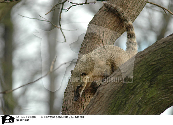 Nasenbr / coati / SST-01588