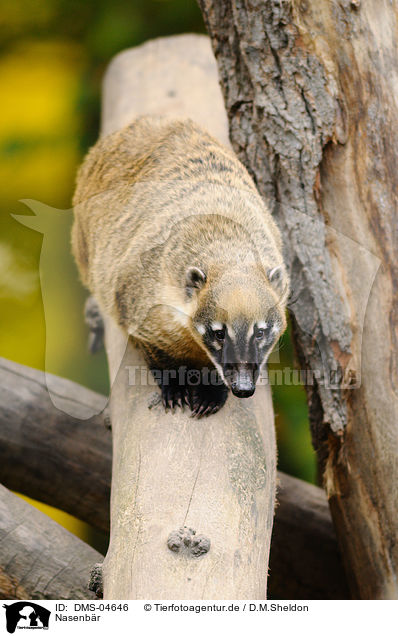 Nasenbr / coati / DMS-04646
