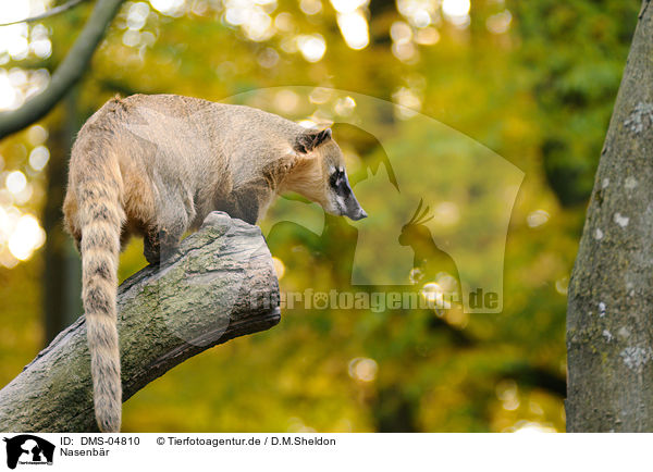 Nasenbr / coati / DMS-04810