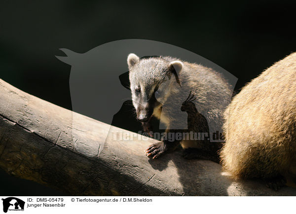 junger Nasenbr / young coati / DMS-05479
