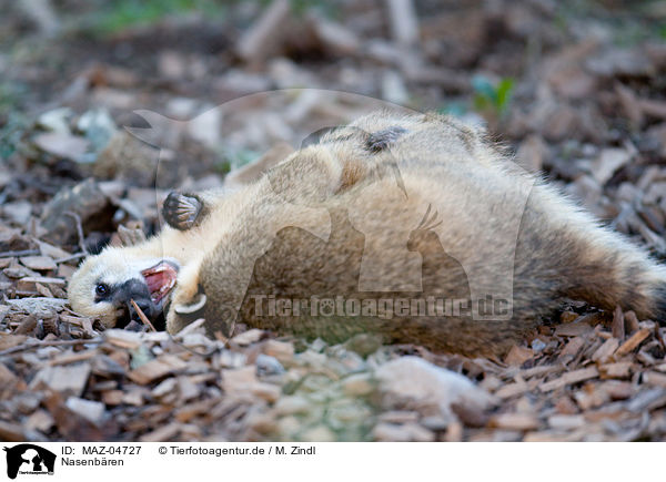 Nasenbren / coatis / MAZ-04727