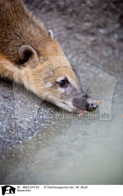 Nasenbr / coati / MAZ-04732