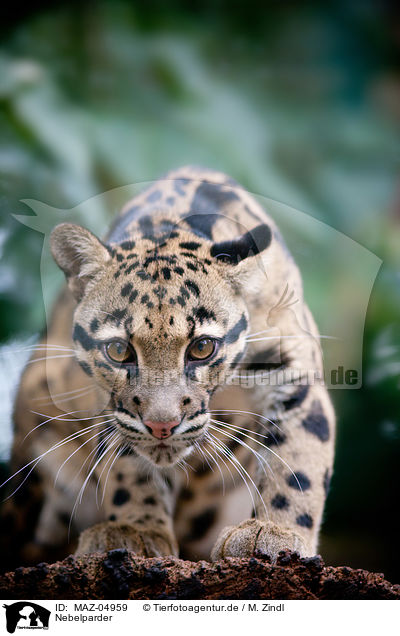 Nebelparder / clouded leopard / MAZ-04959