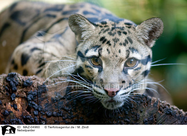 Nebelparder / clouded leopard / MAZ-04960