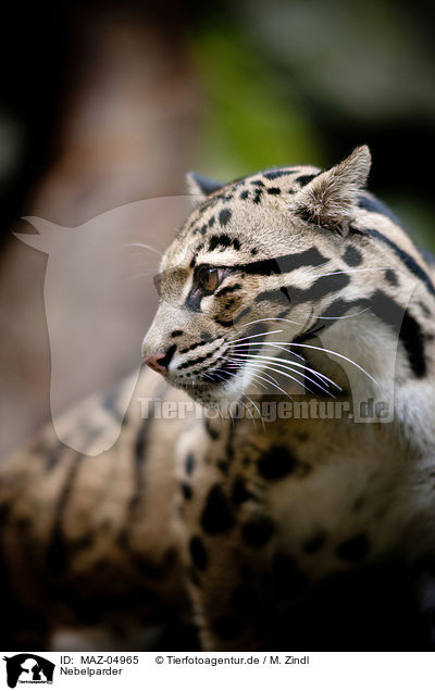 Nebelparder / clouded leopard / MAZ-04965