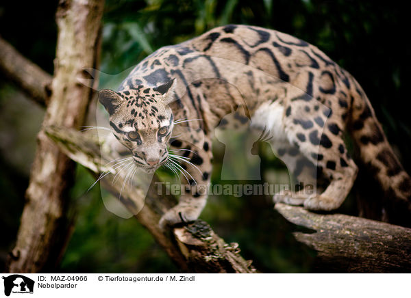 Nebelparder / clouded leopard / MAZ-04966