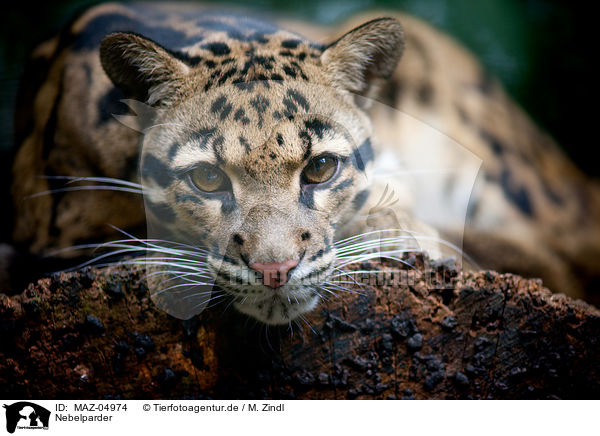 Nebelparder / clouded leopard / MAZ-04974