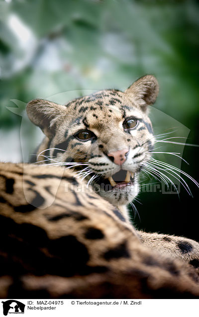 Nebelparder / clouded leopard / MAZ-04975
