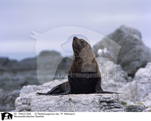 Neuseelndischer Seebr / New Zealand Fur Seal / PW-01308