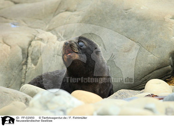 Neuseelndischer Seelwe / Hooker's sea lion / FF-02950